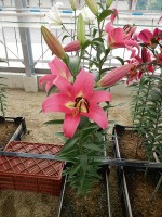 [4417 PO17 OT 6020-146 No01.JPG]